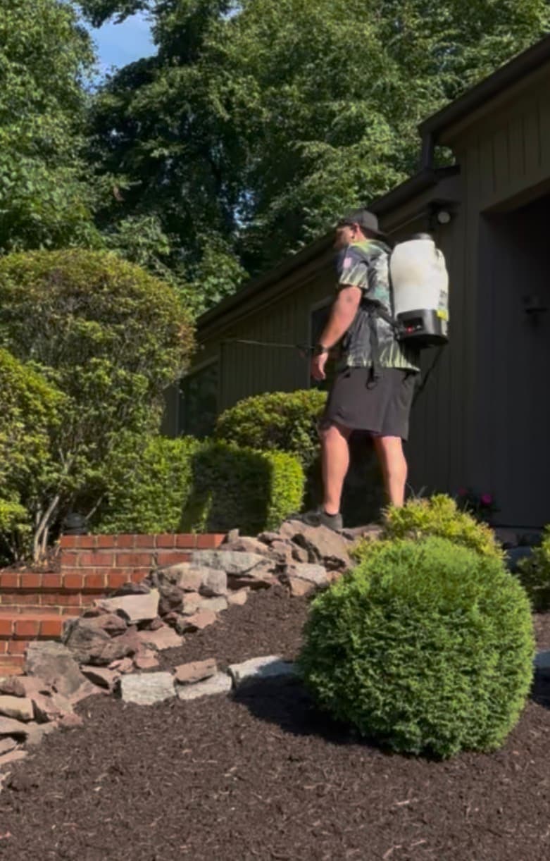Man wearing a backpack sprayer treats green bushes in a landscaped garden with dark mulch.