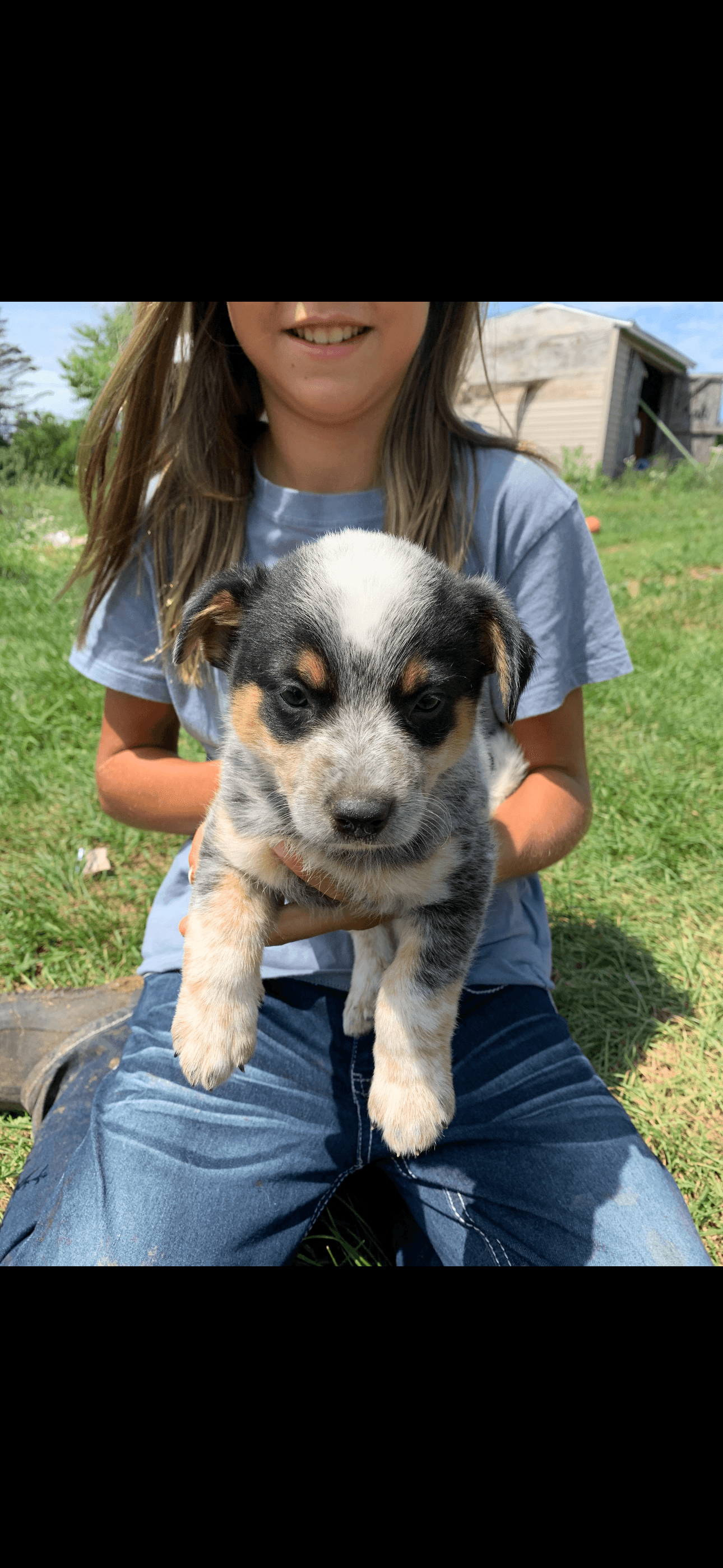 Young girl holding a speckled blue heeler puppy while sitting in a grassy field.