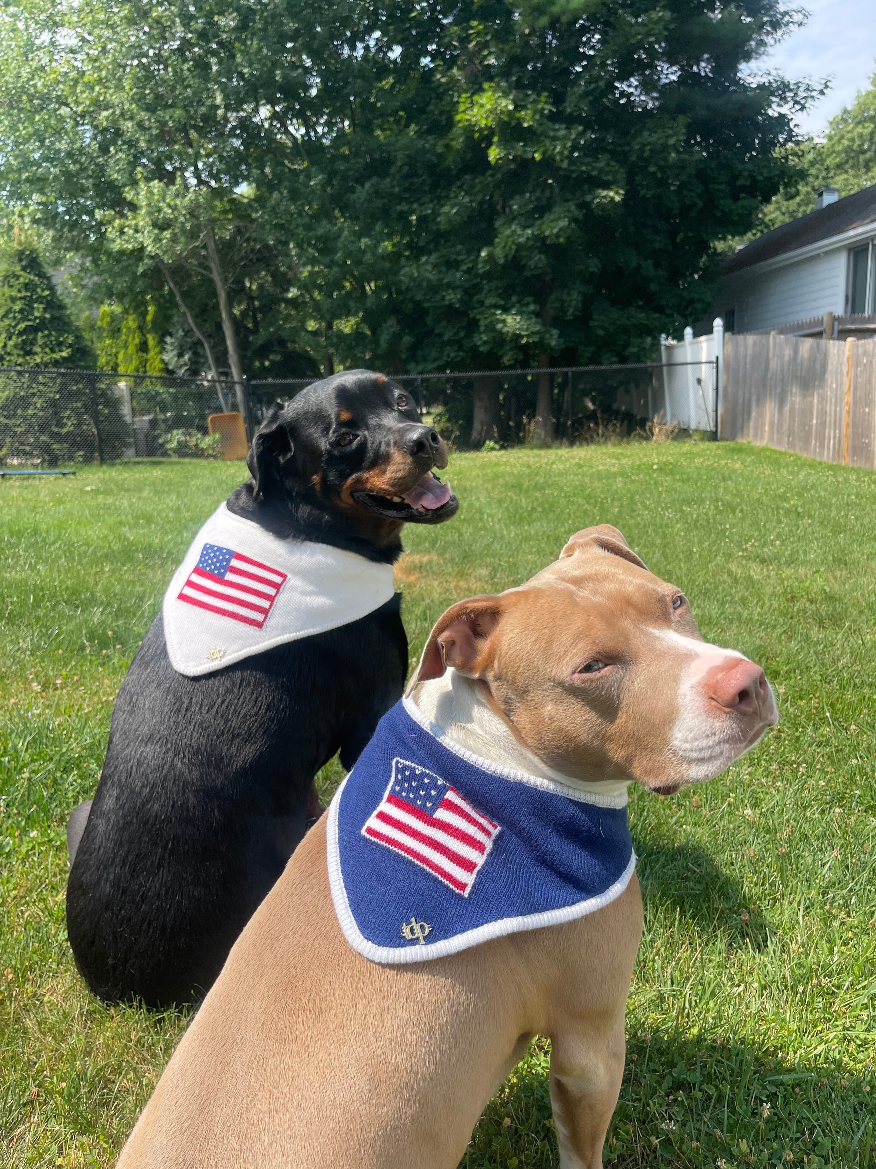 Rottweiler and tan pit bull sitting in a grassy yard wearing American flag bandanas.